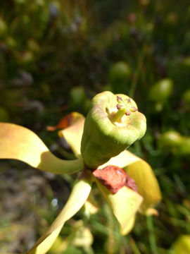 Image of California pitcherplant