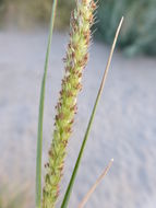 Image of Knotroot Foxtail