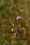 Plancia ëd Lessingia leptoclada A. Gray