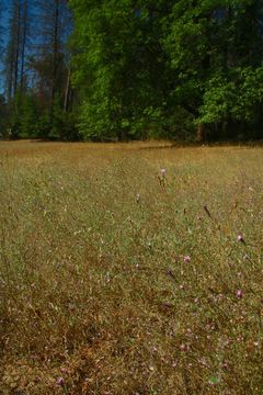 Lessingia leptoclada A. Gray resmi