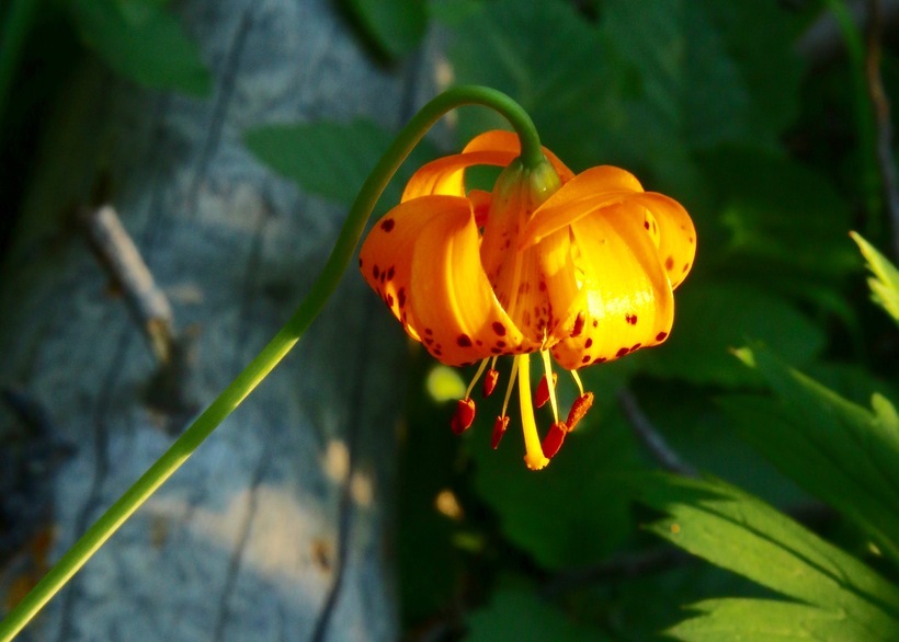 Image de Lilium kelleyanum Lemmon