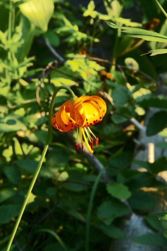 Image de Lilium kelleyanum Lemmon