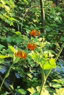 Image de Lilium kelleyanum Lemmon