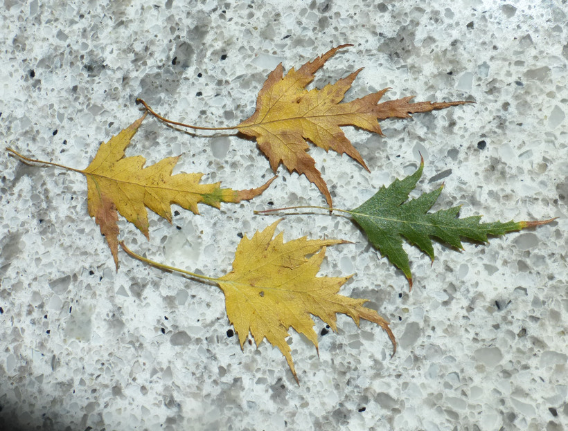 Image of Common Birch