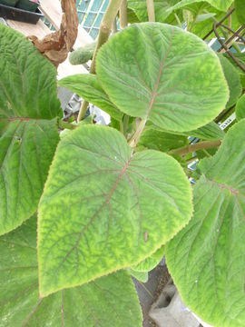 Image of Giant ageratum