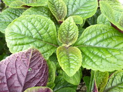 Image of speckled spur flower