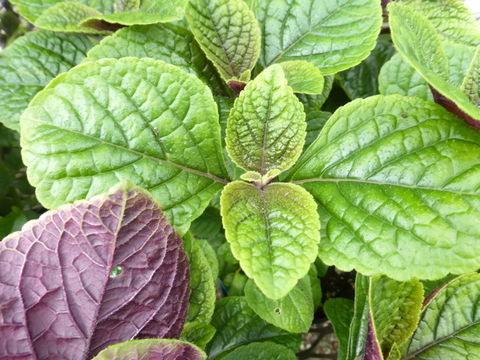 Image de Plectranthus ciliatus E. Mey.