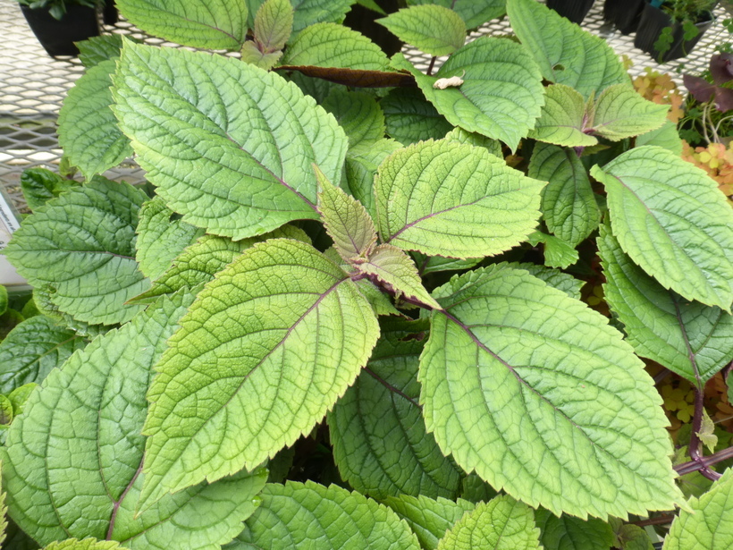 Image de Plectranthus ciliatus E. Mey.