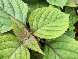 Image of speckled spur flower