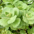 Image of Plectranthus caninus Roth