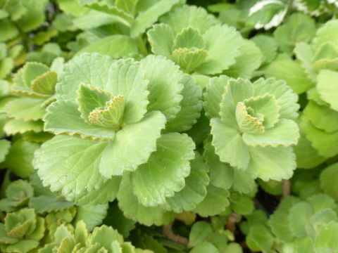 Image of Plectranthus caninus Roth