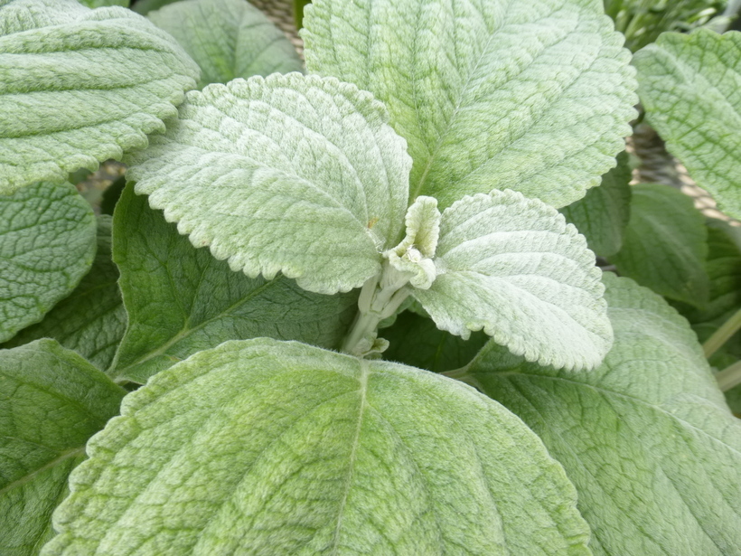 Image of Plectranthus argentatus S. T. Blake