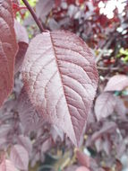 Image of Cherry Plum