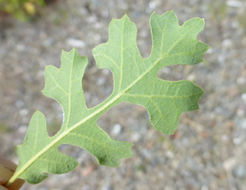 Image of valley oak