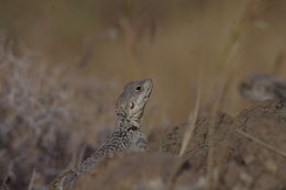 Image of Roughtail Rock Agama