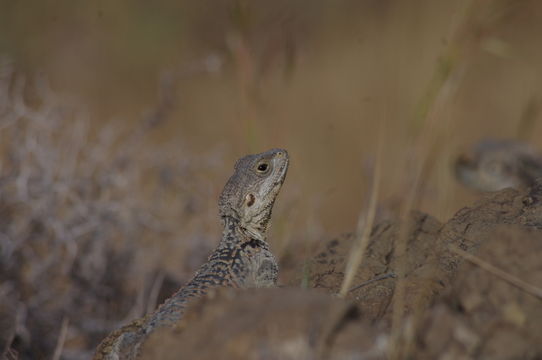 Image of Roughtail Rock Agama