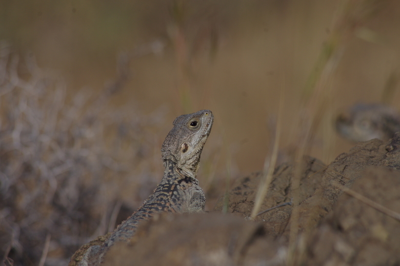 Image of Roughtail Rock Agama