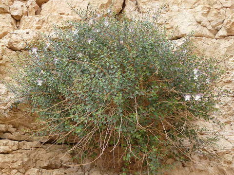 Image of <i>Capparis aegyptia</i>