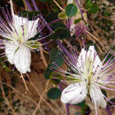 Image de <i>Capparis aegyptia</i>