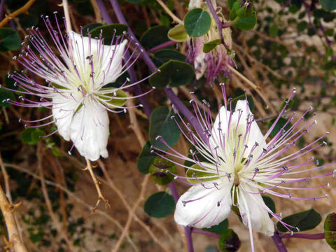 Image of <i>Capparis aegyptia</i>