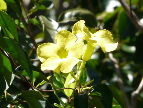 Image of evening trumpetflower