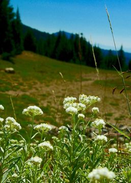 Imagem de Anaphalis margaritacea (L.) Benth.