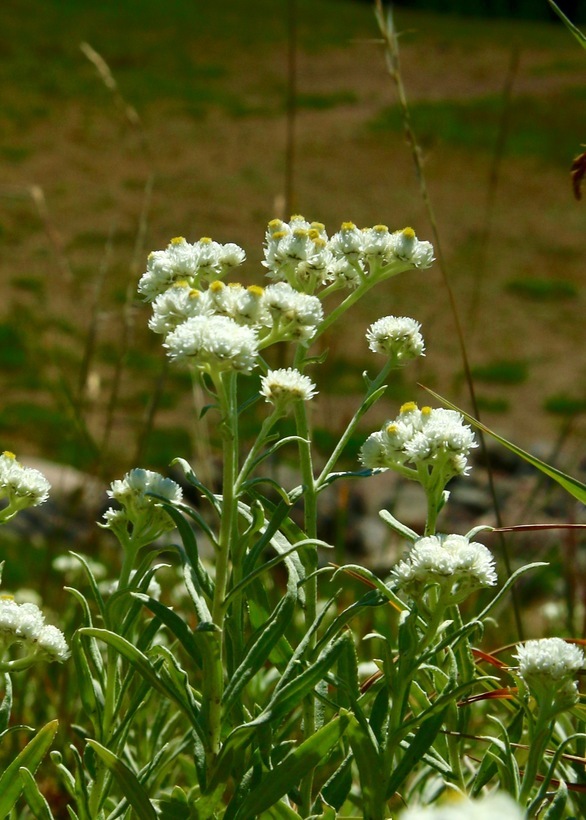 Image of Pearly Everlasting