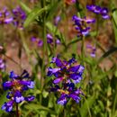 Слика од Penstemon cinicola D. D. Keck