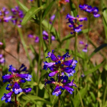 Image of ash penstemon