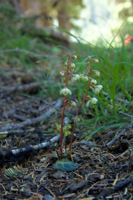 Image of whiteveined wintergreen