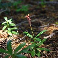 Image of pipsissewa