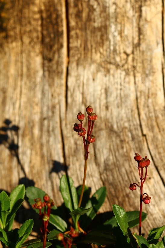 Image of pipsissewa