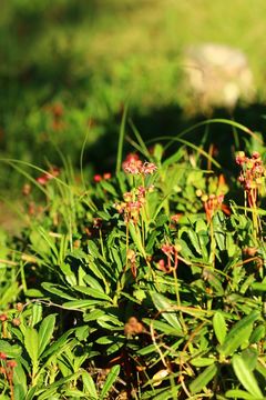 Image of pipsissewa