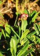 Image of pipsissewa