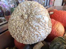 Image of Buttercup Squash