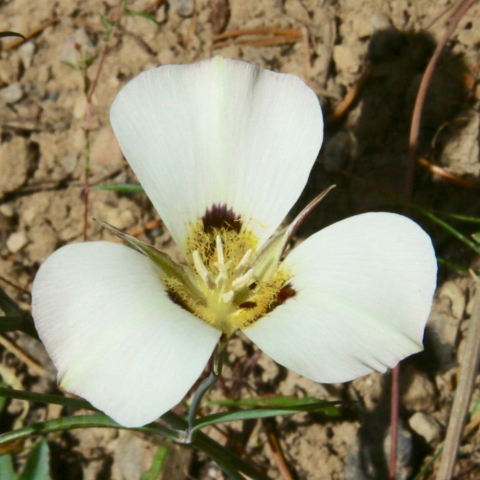 Calochortus leichtlinii Hook. fil. resmi