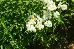 Image of Pearly Everlasting