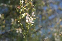 Image of bush beardtongue