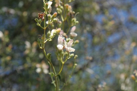 Image of bush beardtongue