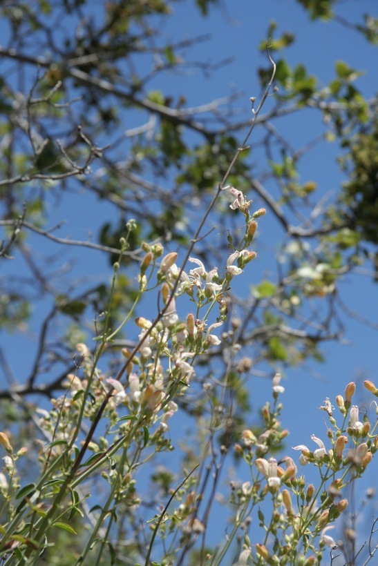 Image of bush beardtongue