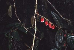 Image of Psammisia ramiflora Klotzsch