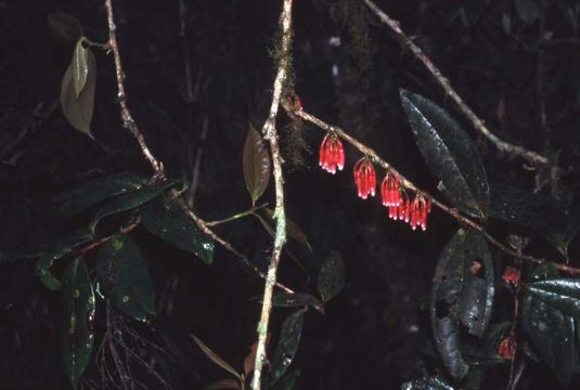 Image of Psammisia ramiflora Klotzsch