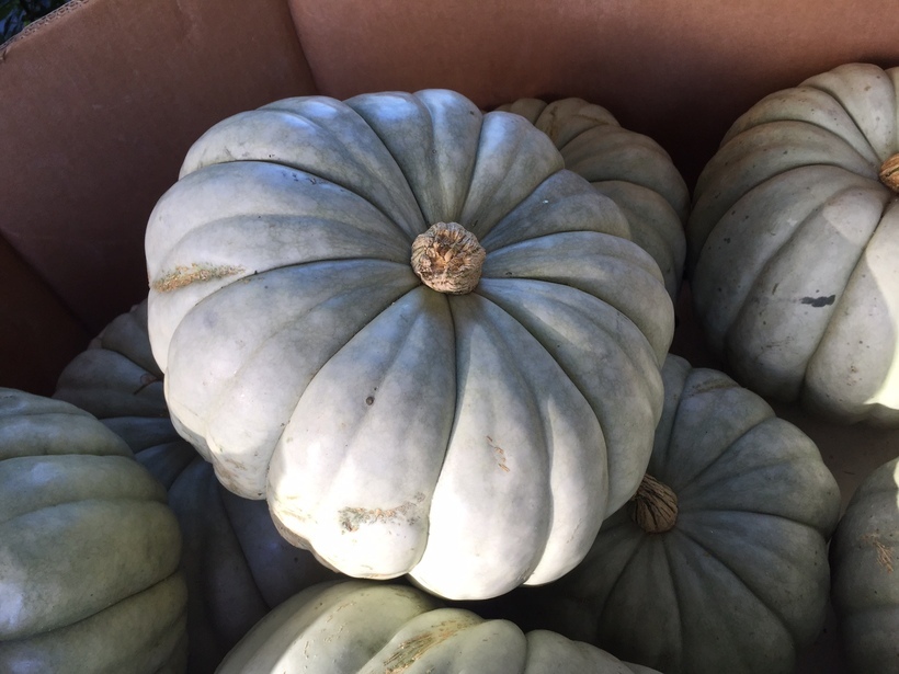 Image of Buttercup Squash