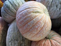 Image of Buttercup Squash