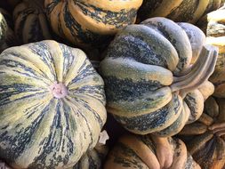 Image of Butternut Pumpkin