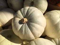 Image of field pumpkin