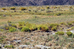 Image of Western Seepweed