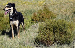 Image of Western Seepweed