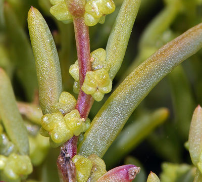 Image of Western Seepweed