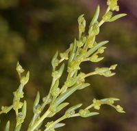 Image of Western Seepweed